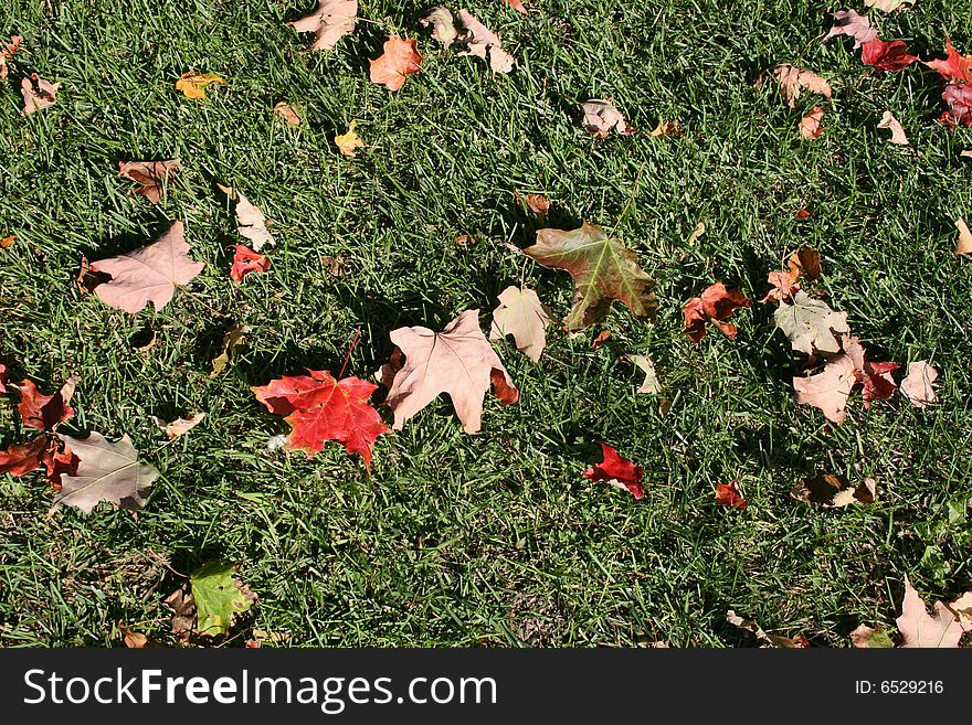 Red leaves in the grass,fall background. Red leaves in the grass,fall background