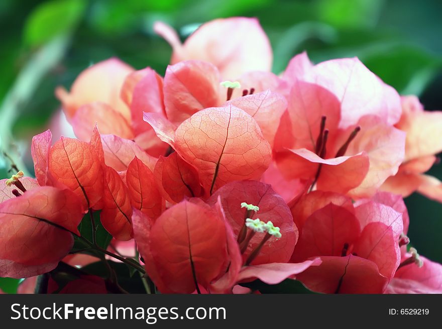 A bunch of bougainvillea flowers