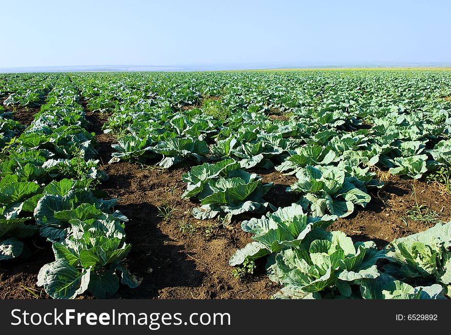 Green Cabbage Rows