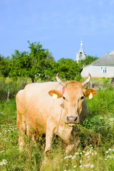 Funny Cow Royalty Free Stock Images Funny Cow Royalty Free Stock Images
