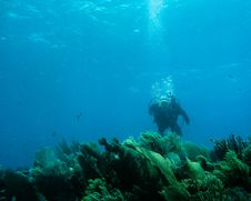 Underwater Reef Stock Images