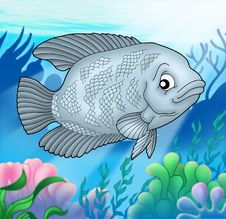 Big Gurama Fish Royalty Free Stock Image