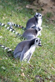3 Lemurs Royalty Free Stock Photo 3 Lemurs Royalty Free Stock Photo