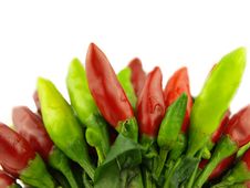 Chili Pepper And Hot Red Pepper Very Close Stock Photography