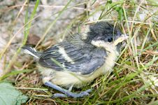 Sparrow Hidden In The Grass Stock Photography Sparrow Hidden In The Grass Stock Photography