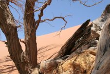 Trees And Dunes, Namibia Stock Images