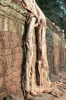 Roots In Ta Prohm Royalty Free Stock Photos