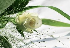 White Roses Royalty Free Stock Images