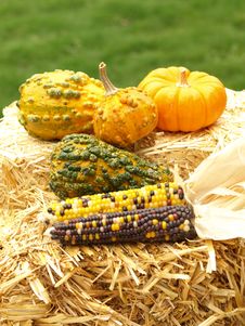 Free Thanksgiving Scene Stock Photos - 6535473