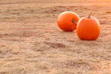 Two Orange Pumpkins In A Field Royalty Free Stock Images Two Orange Pumpkins In A Field Royalty Free Stock Images
