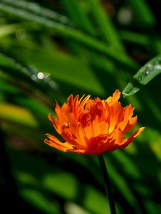 Red Wood Flower. A Wood. Stock Images