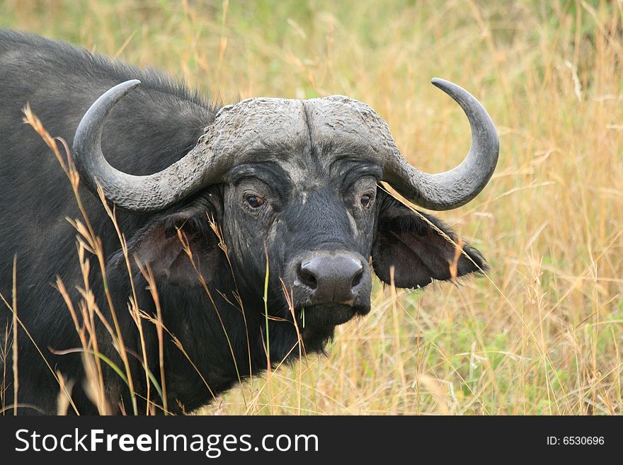 A photo of a buffalo in Kenya's national parks