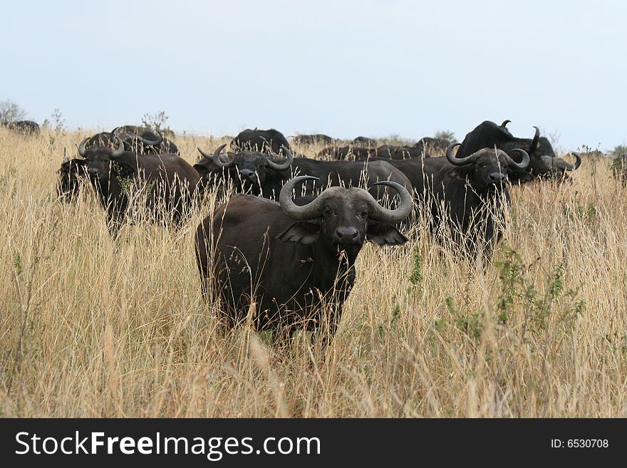 A photo of a buffalo in Kenya's national parks
