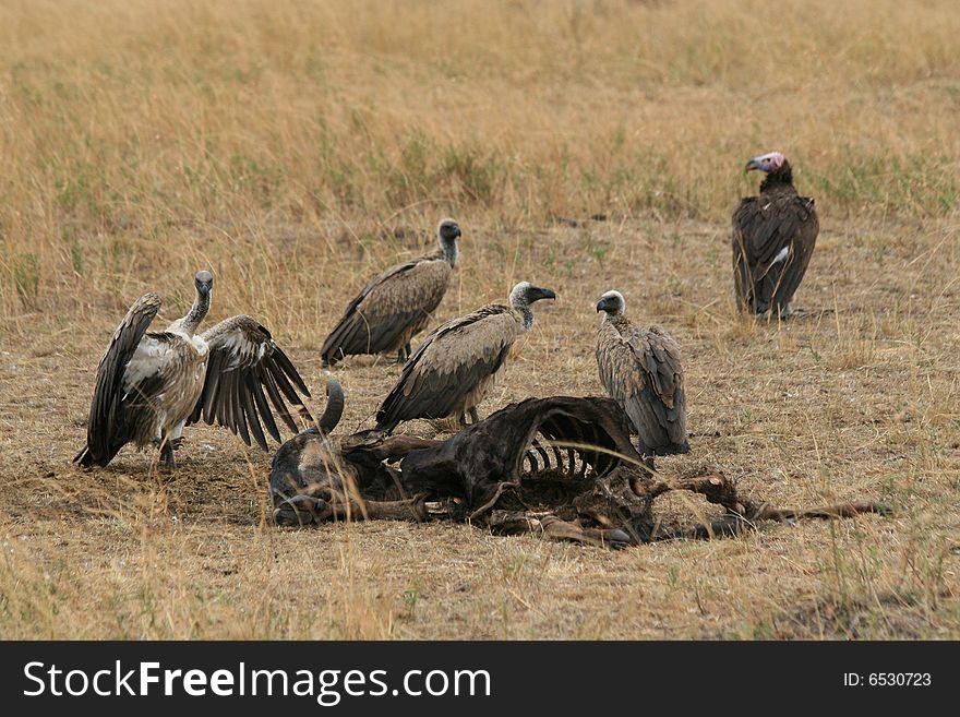 A photo of vultures around a kill in africa