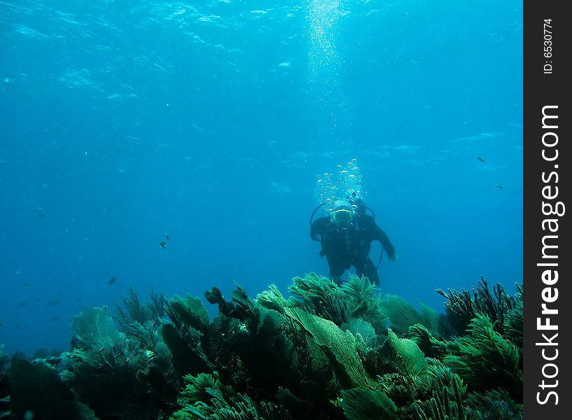 Underwater reef, seaweed and fish.