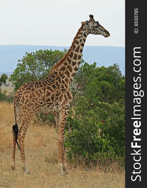 A photo of a Giraffe in kenyas national park