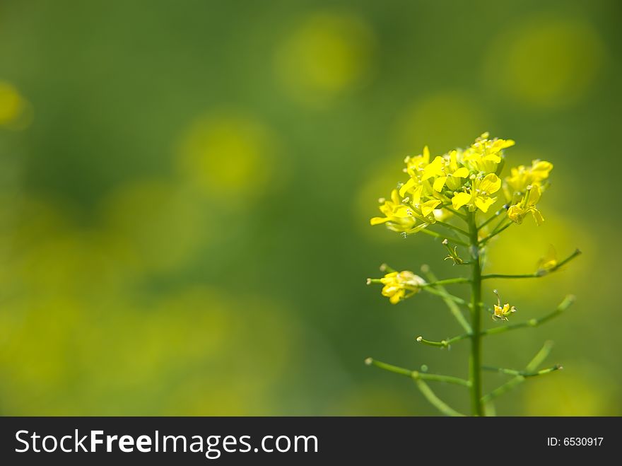 Yellow Flowers