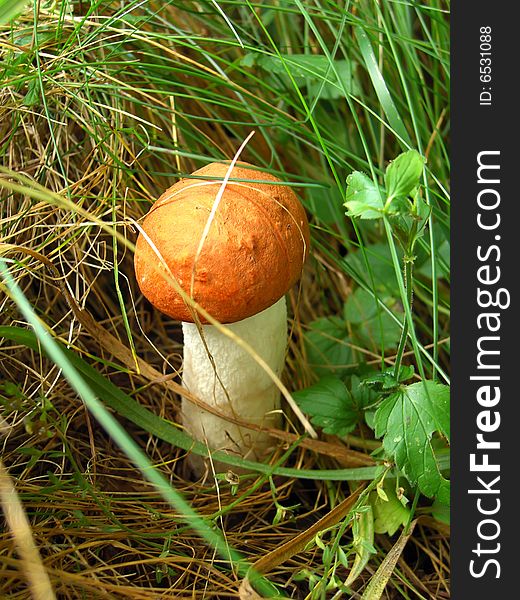 Aspen mushroom in the grass