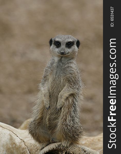 A meerkat in a zoo