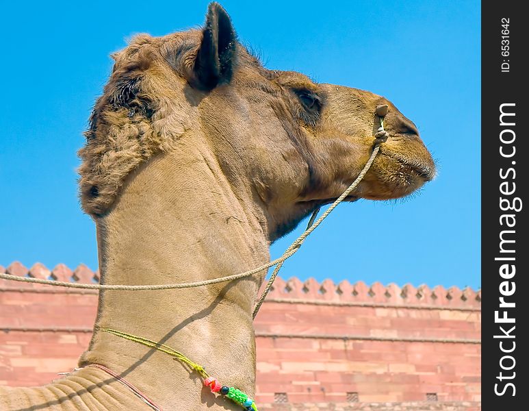 Head of a camel on Agra fort , India