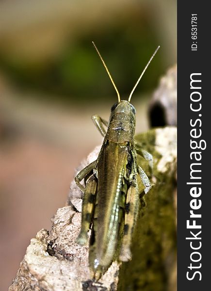 Green-brown grasshopper sitting on a piece of wood.