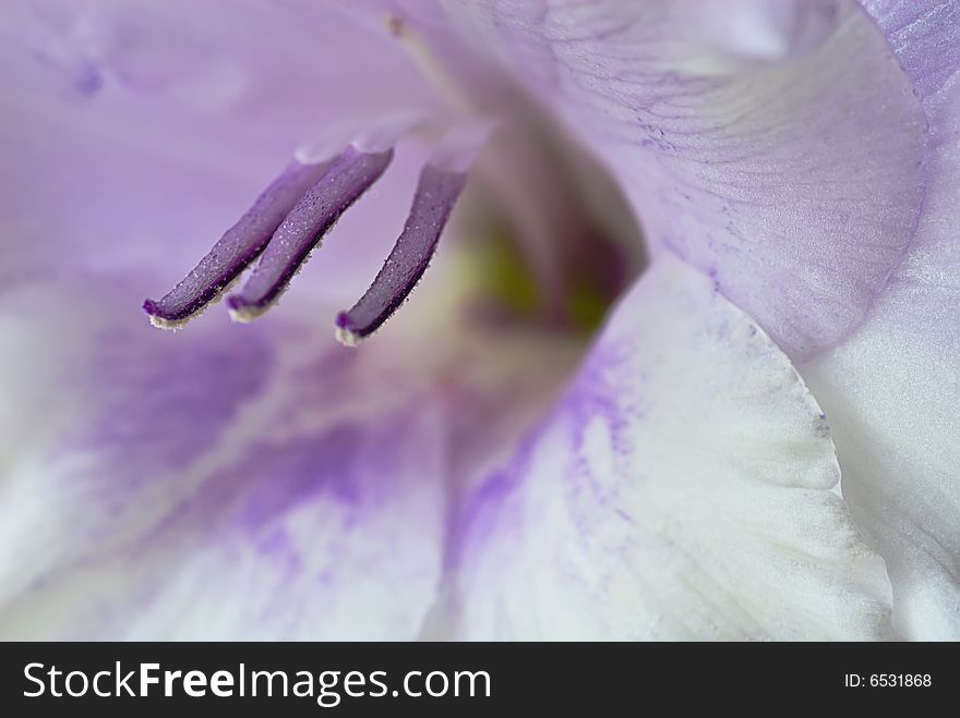 Purple  violet gladiolus close up in summer garden