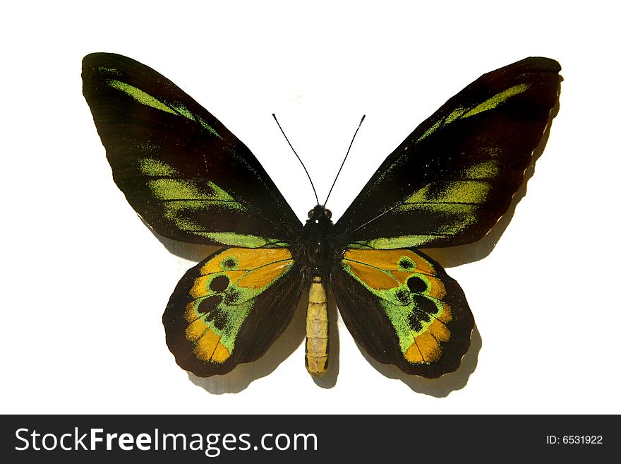 Black with green butterfly on white ground