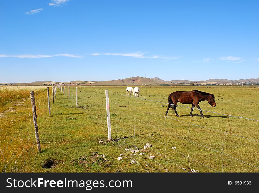 Horses inside the fence on pasture. Horses inside the fence on pasture
