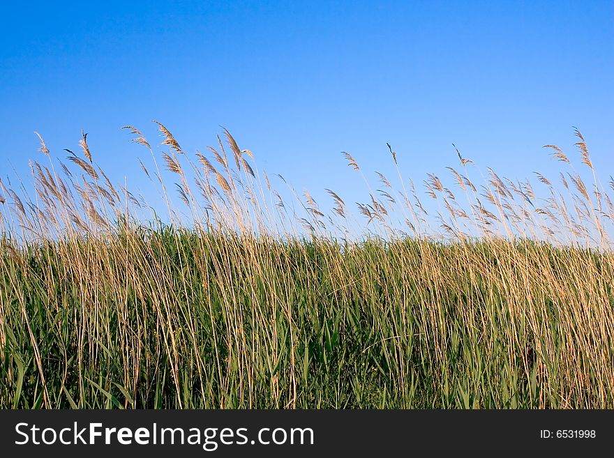 Yellow reed over blue sky,Serbia. Yellow reed over blue sky,Serbia