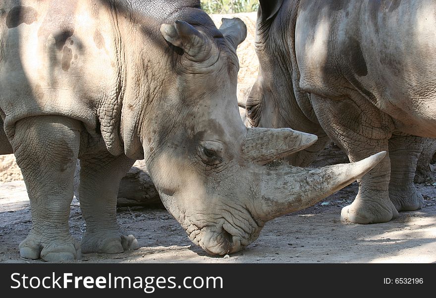 A White Rhinoceros, Ceratotherium simum, of Africa