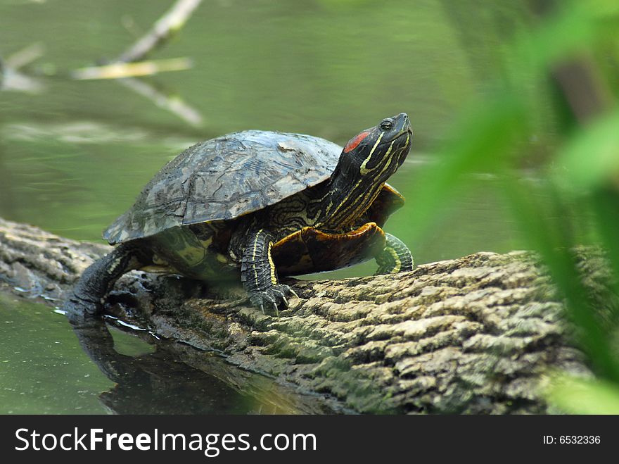 Lone green turtle taking in some sun.