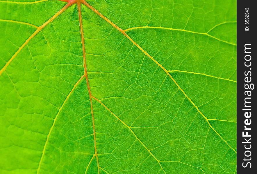 Background from a green leaf. Background from a green leaf