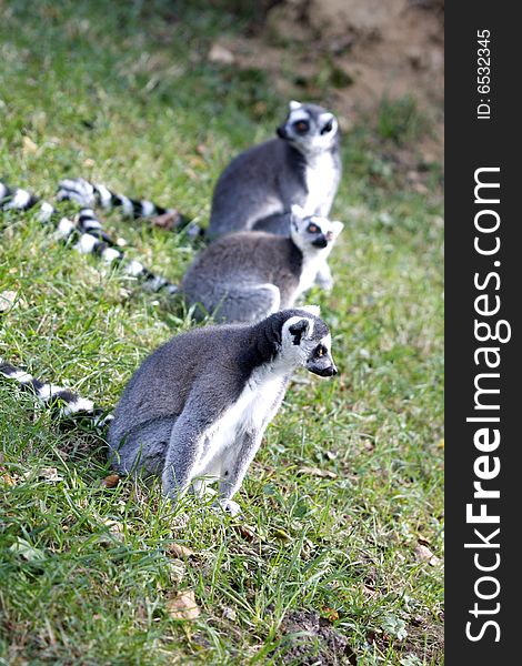 Three ringtailed lemurs sitting in the sun. Three ringtailed lemurs sitting in the sun