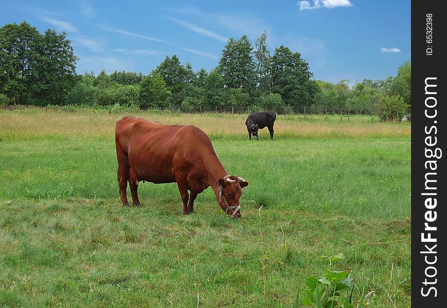 Two cows standing on green meadow