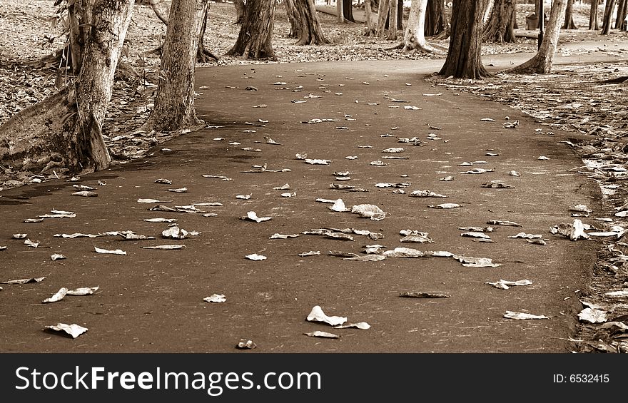 Footpath strewn with fallen leaves and lined with tall trees. Footpath strewn with fallen leaves and lined with tall trees