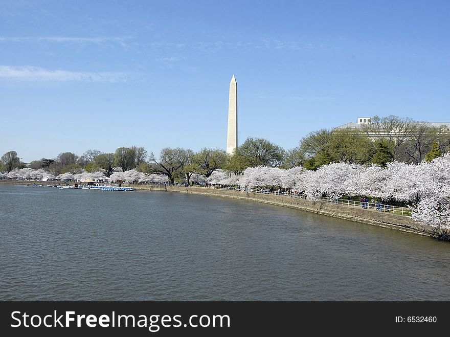 A view of the cherry blossoms, tidal basin & Washington Monument