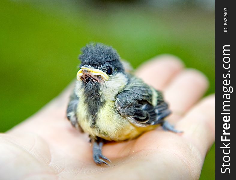 Sparrow Posing On A Palm