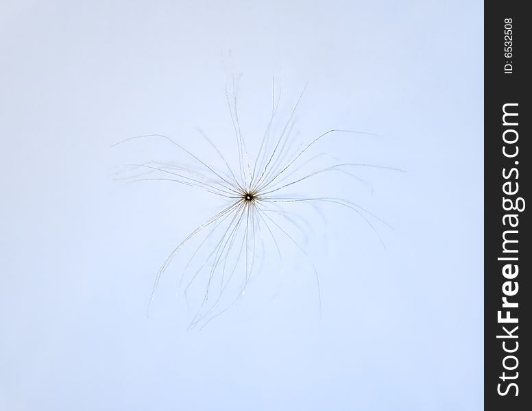 Flying plant`s seed on the white background