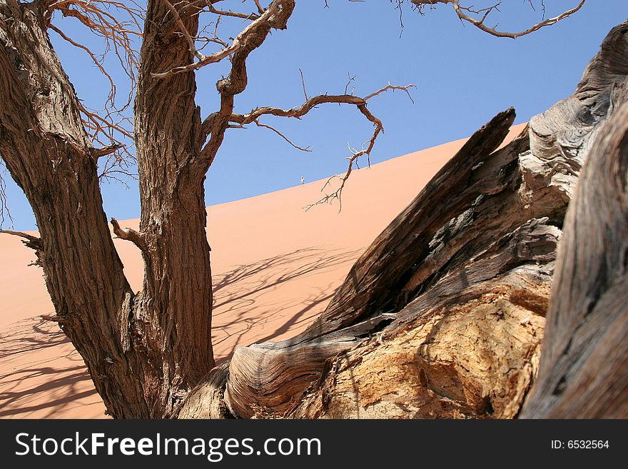Dead trees in Namibian desert with person far away on sanddune. Dead trees in Namibian desert with person far away on sanddune