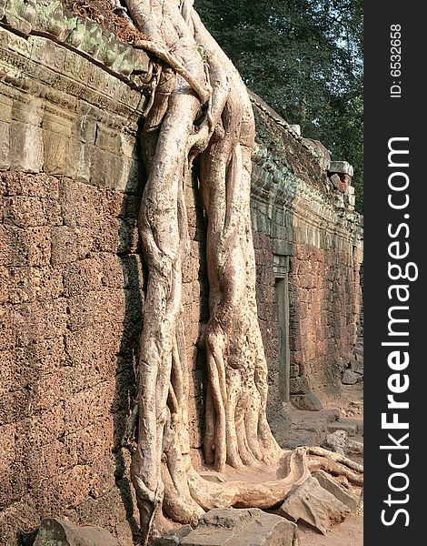 Massive roots of Hevea brasiliensis overgrow a wall of ancient temple of Ta Prohm, Campuchea. Massive roots of Hevea brasiliensis overgrow a wall of ancient temple of Ta Prohm, Campuchea