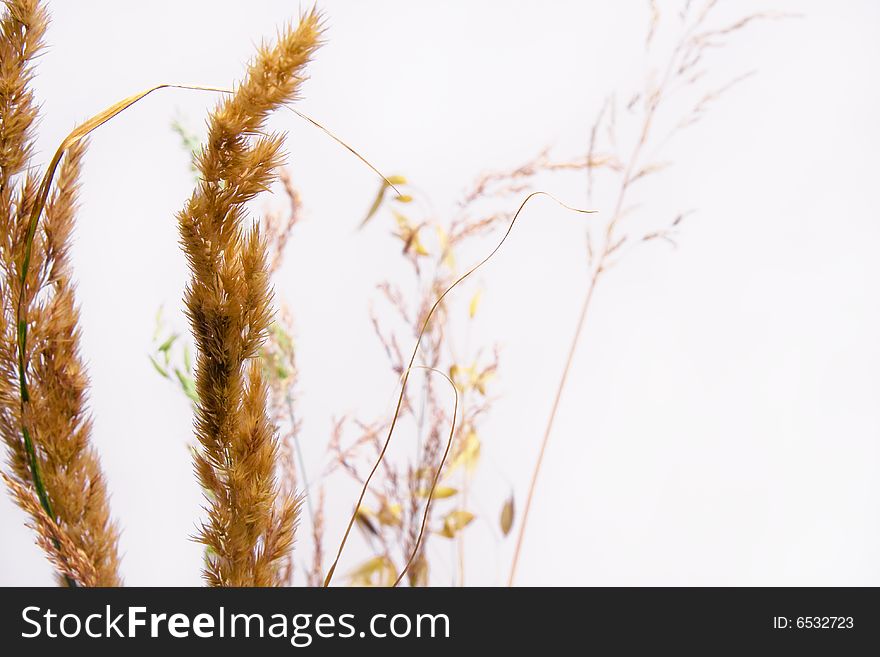 Dried grass on white background. Dried grass on white background