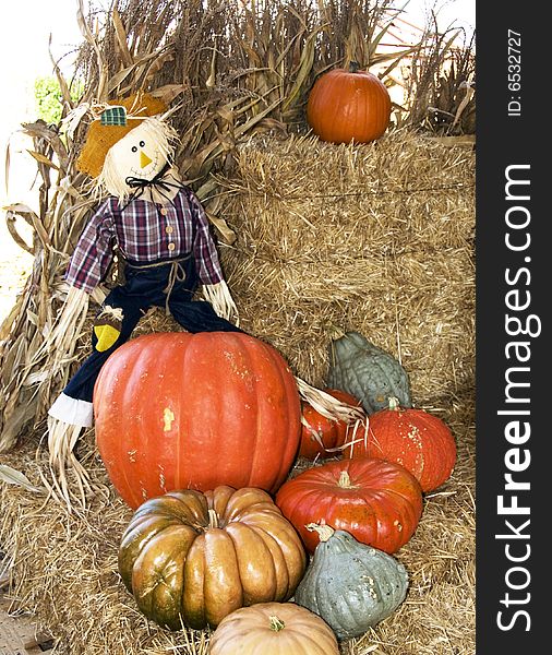 A strawman sitting on a bale of hay with many multicolored pumpkins at his feet. A strawman sitting on a bale of hay with many multicolored pumpkins at his feet