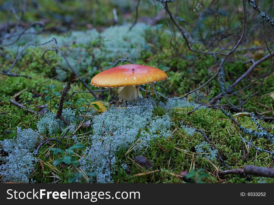 Red fly agaric close-up shot. Red fly agaric close-up shot