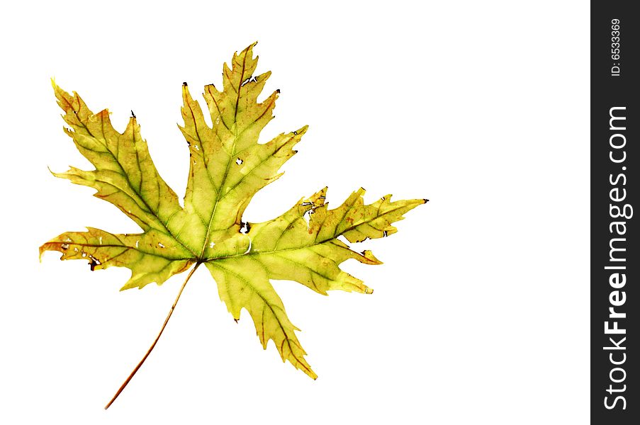 Autumn marple leaf isolated on white