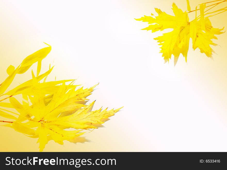 Autumn marple leaf isolated on yellow. Autumn marple leaf isolated on yellow