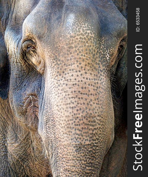Close up of an elephant and his eyes