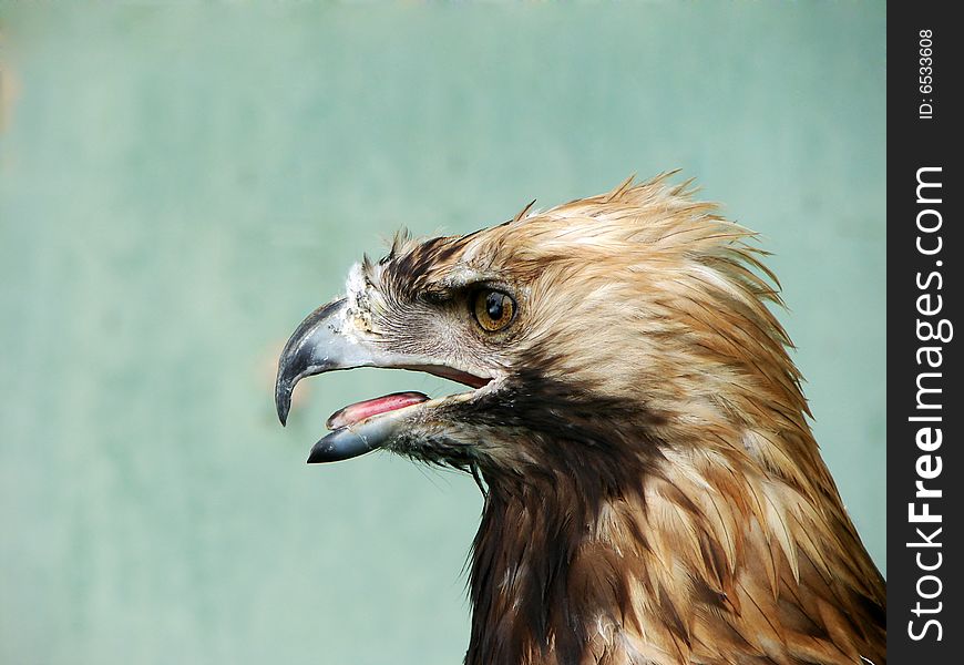 Portraits of a young eagle