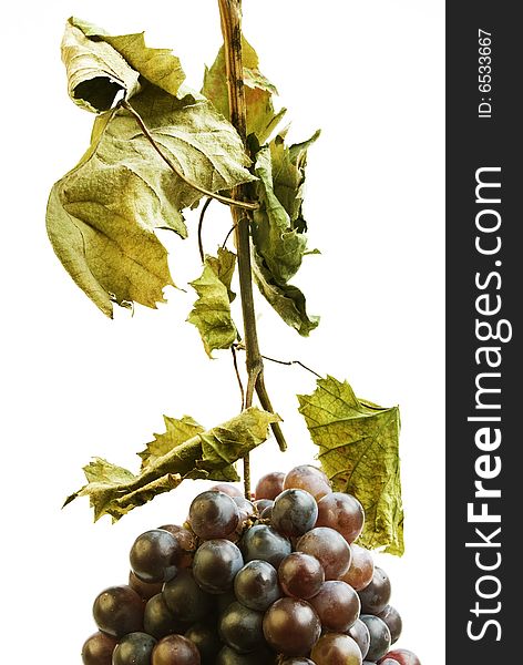 Bunch of red grapes with dried leaves