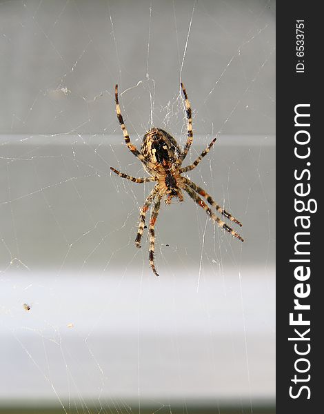 Cross spider on spider web