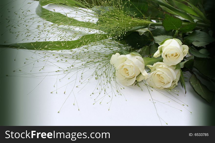 White roses over white background - perfect isolated for your text. White roses over white background - perfect isolated for your text